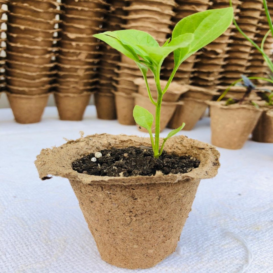 Olivo